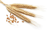 Organic Wheat - قمح عضوى اورجانيك